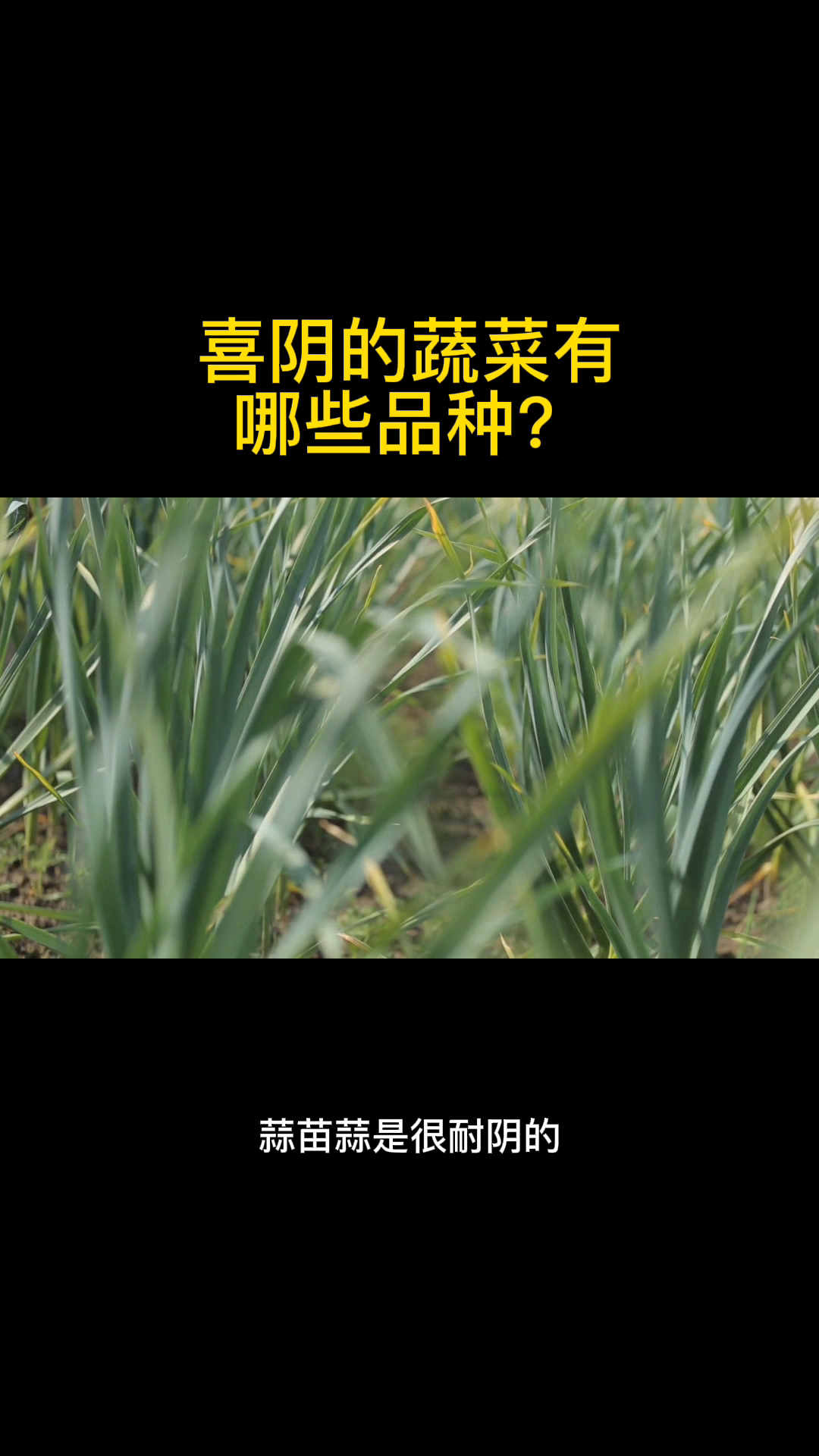 喜阴的蔬菜有哪些品种?