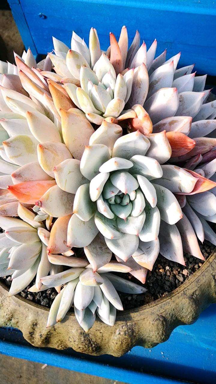 #有一种可爱叫多肉!#果冻色的墨西哥巨人好看吗?群生状态很吸引眼球!