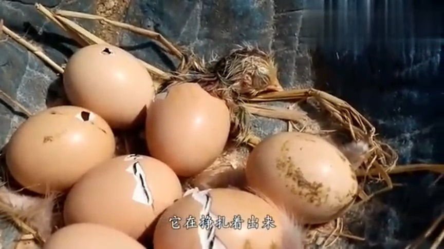 #娱乐#小鸡出壳孵化全记录,大自然就是这么神奇这么有趣