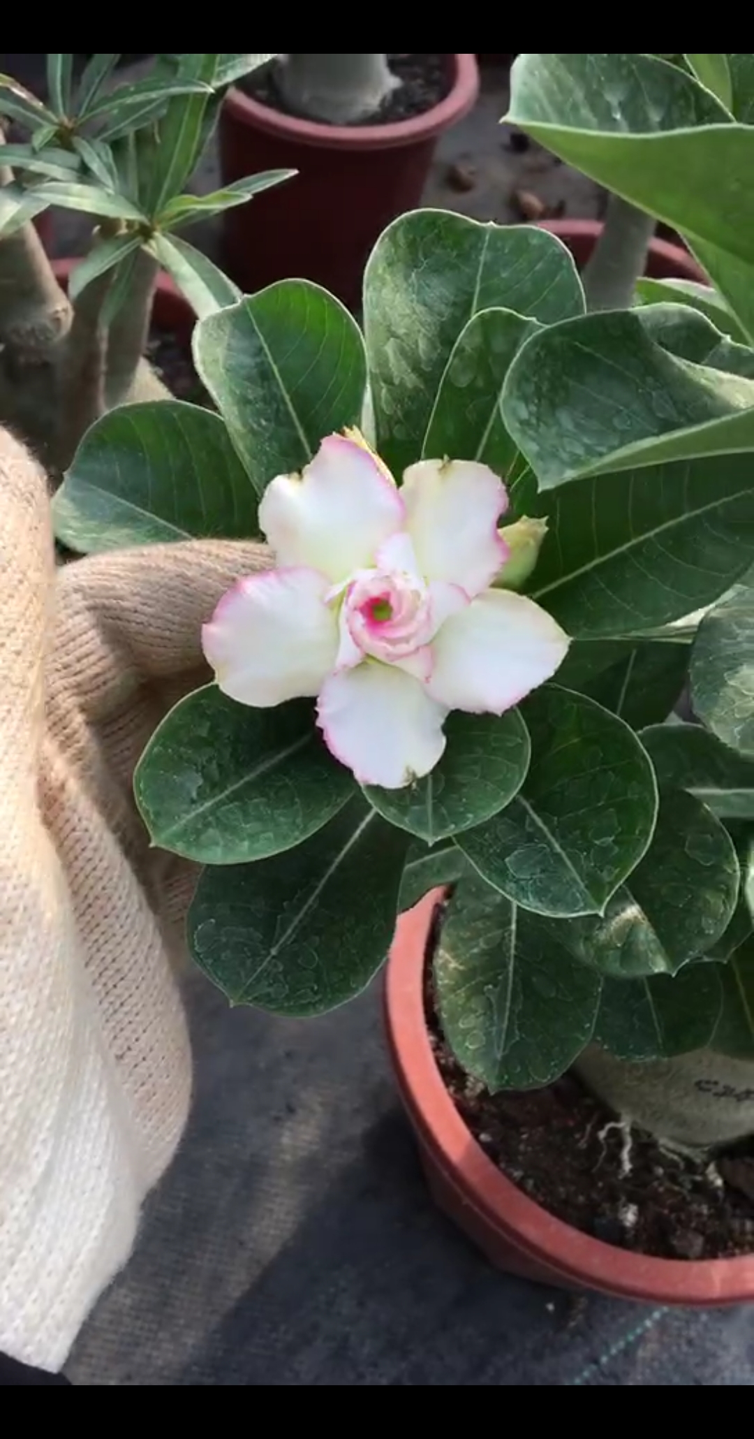 新娘衫,清秀的花色(ω`)#沙漠玫瑰#绿植#花卉#赏花#多肉植物