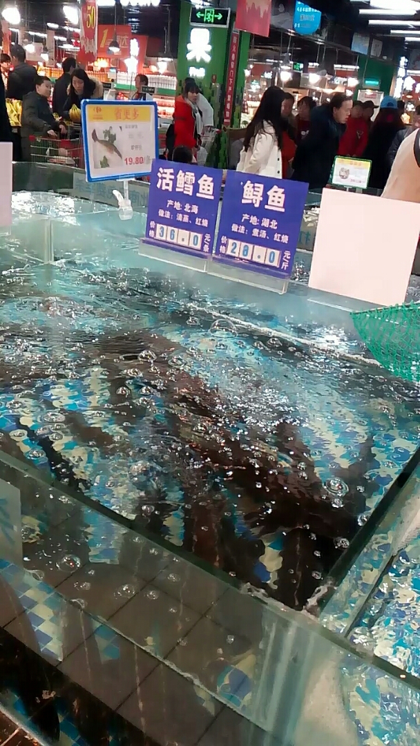 活鳕鱼鲟鱼