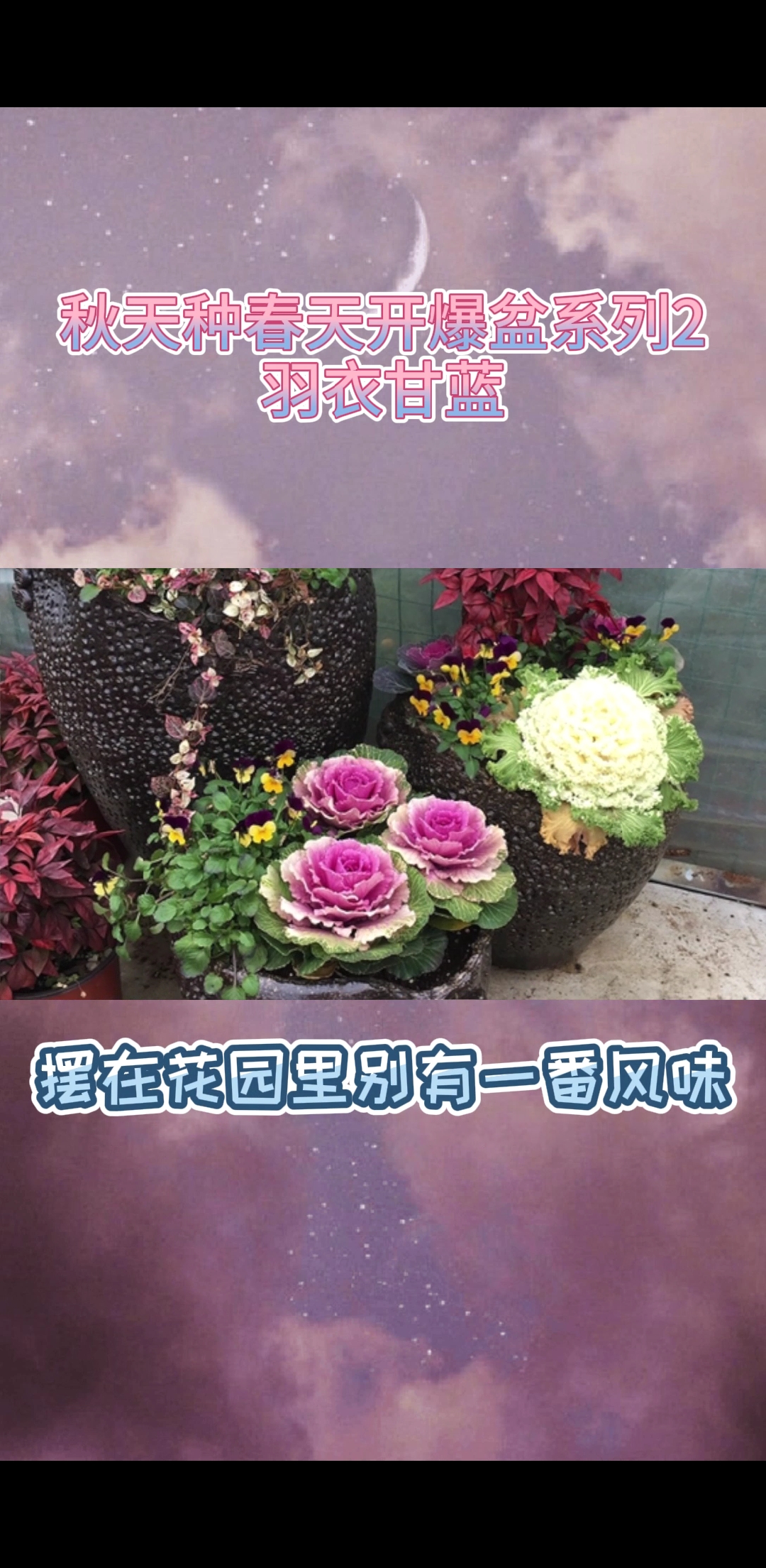 #养花#蔬菜中的花卉,上可貌比牡丹,下可好养如白菜