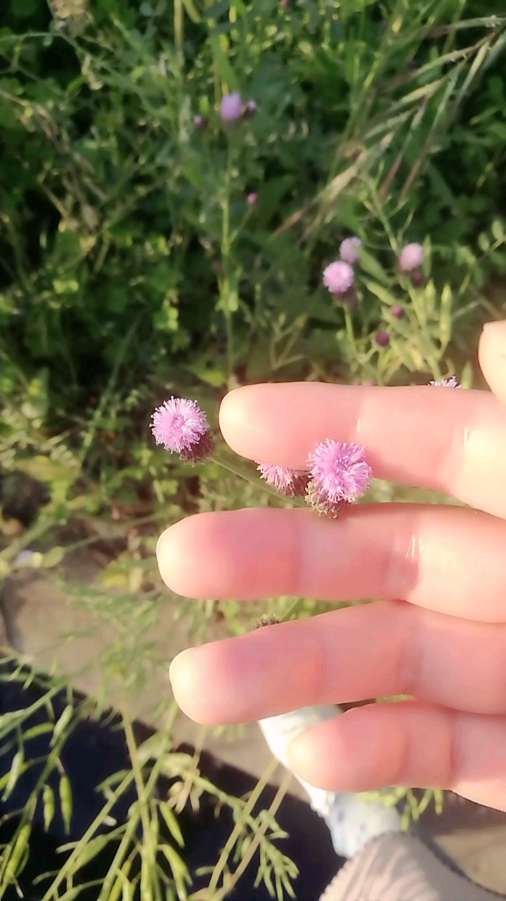 家门口的一片油菜籽