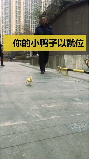 #生活趣事#小鸭几跑的太治愈啦没有文案安利一下美好发生