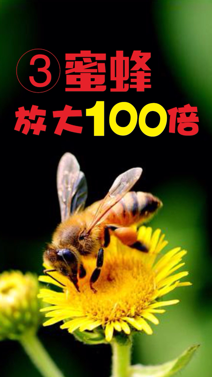 #在家云旅游#蜜蜂毒针放大100倍看,好长还一直在动,吓到我了
