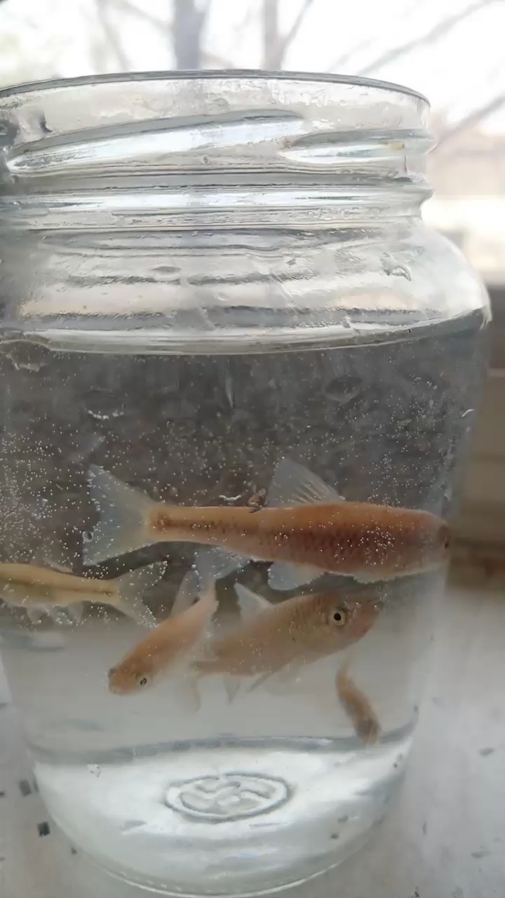 好看的野生小鱼