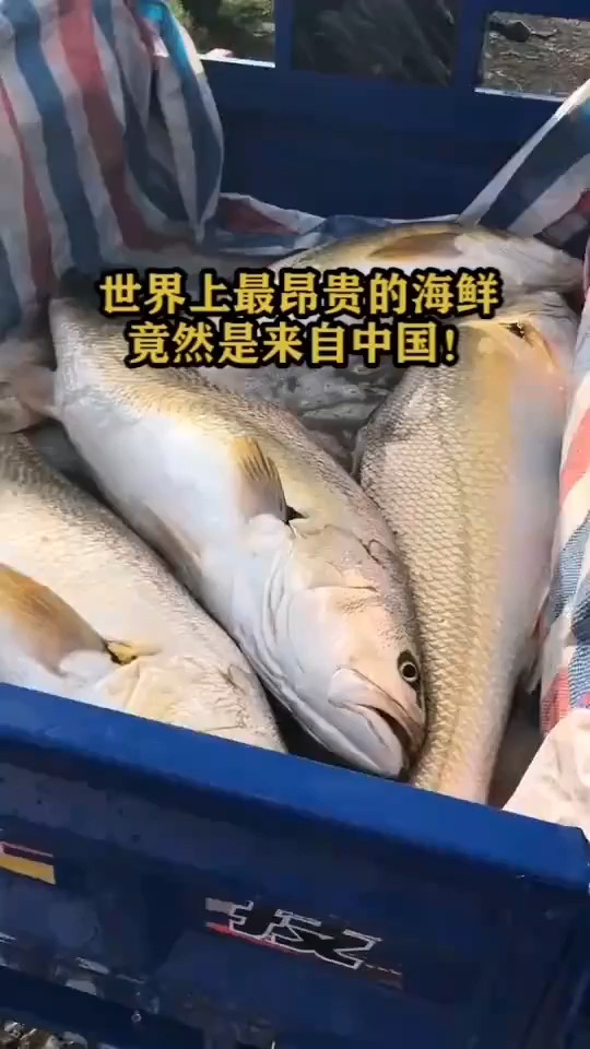 世界上最昂贵的海鲜,竟然来自中国