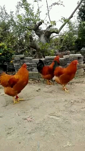 美丽的大公鸡