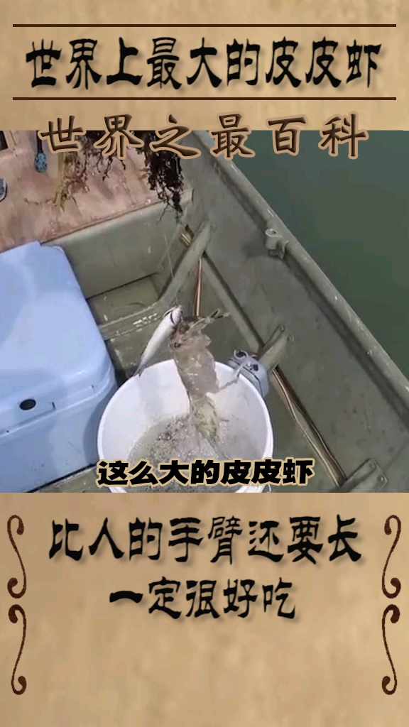 世界上最大的皮皮虾,比人的手臂还要长,一定很好吃