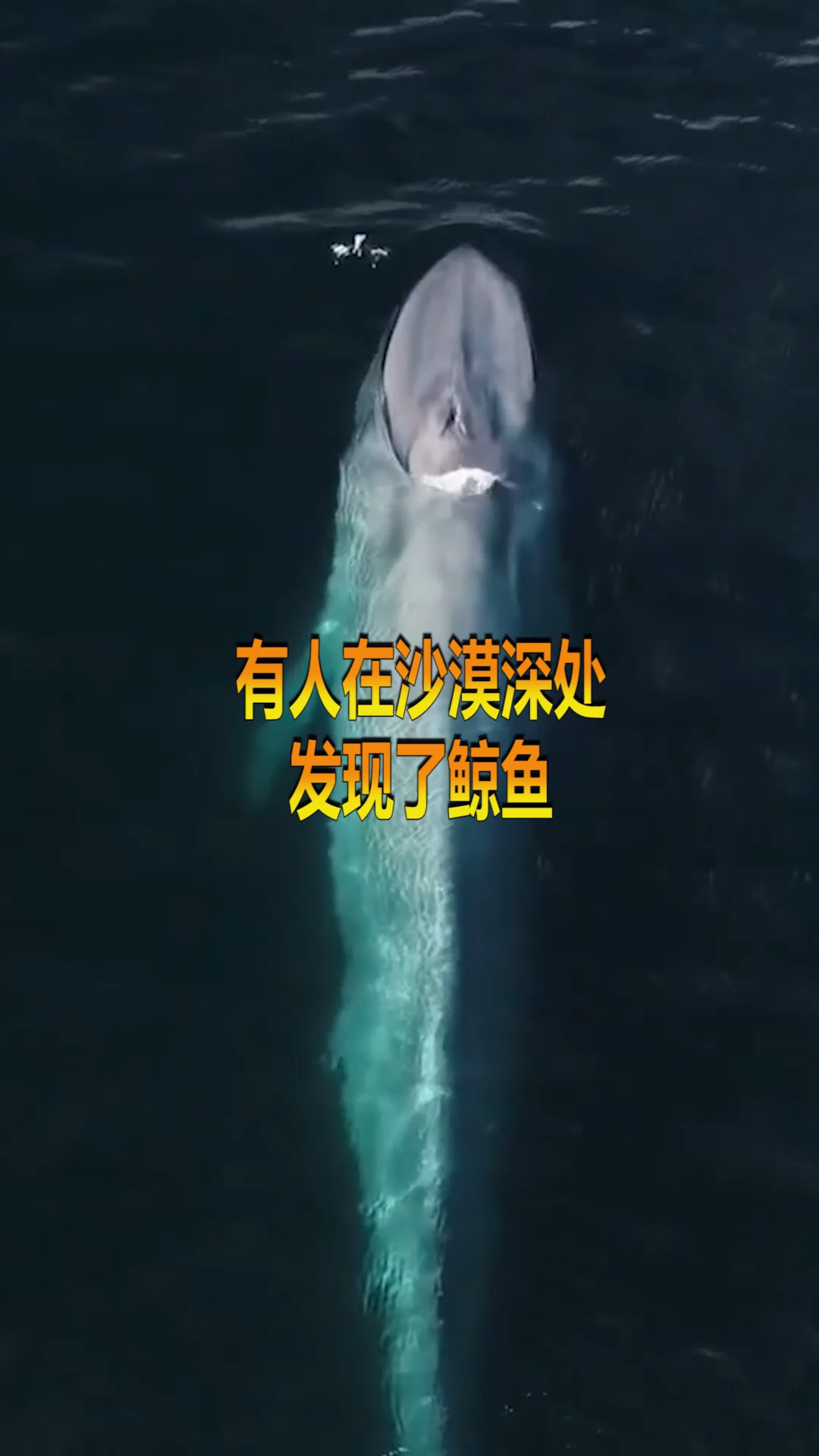 有人在沙漠深处,发现了鲸鱼,看完真的很震撼!