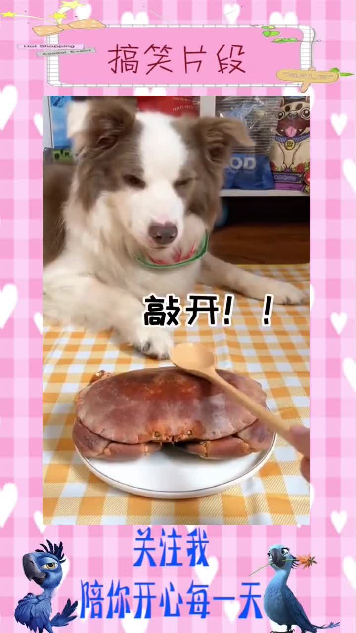 狗狗吃播+20块吃个大个面包蟹…呃?-小视频#搞笑视频#