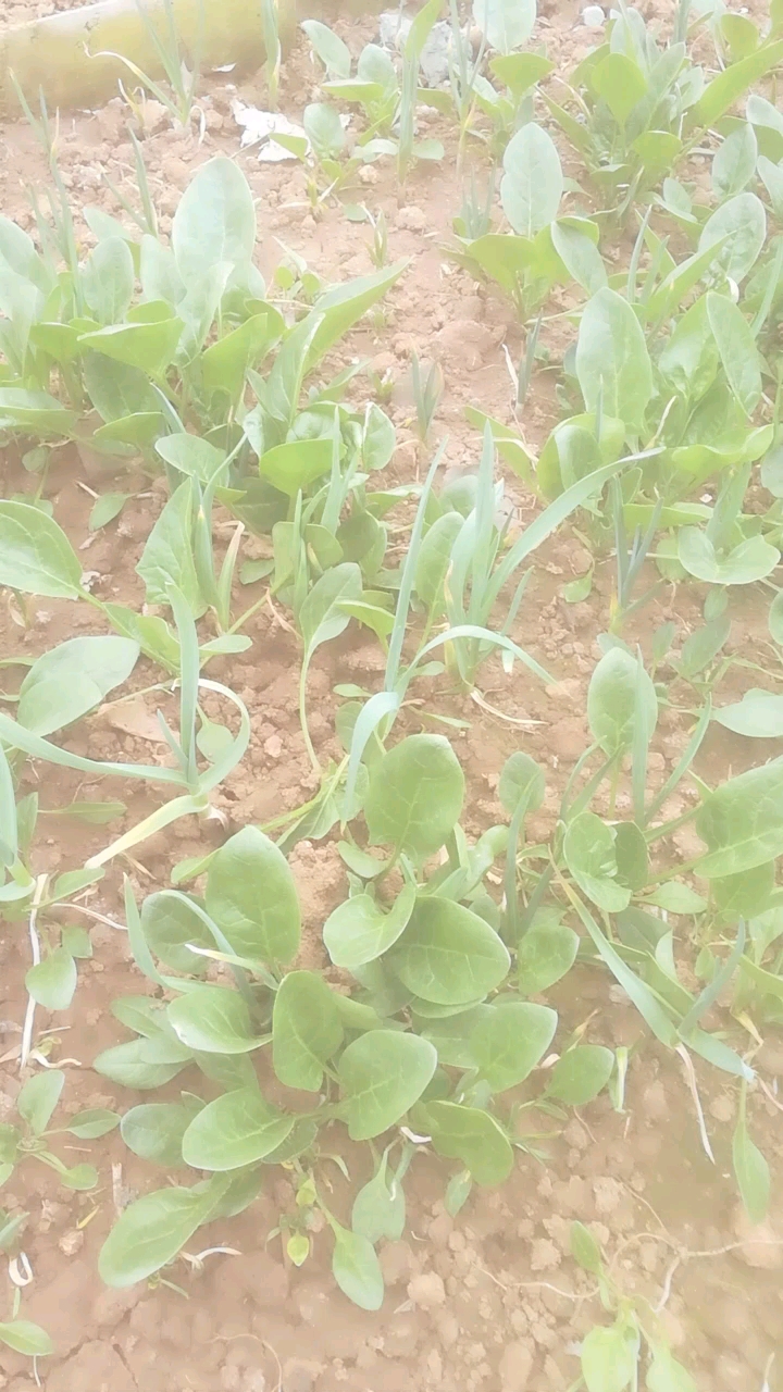 刚长出的菠菜 