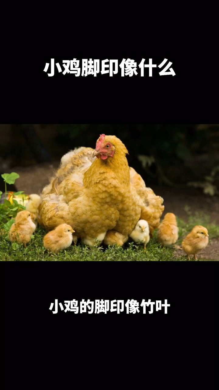 小鸡脚印像什么?