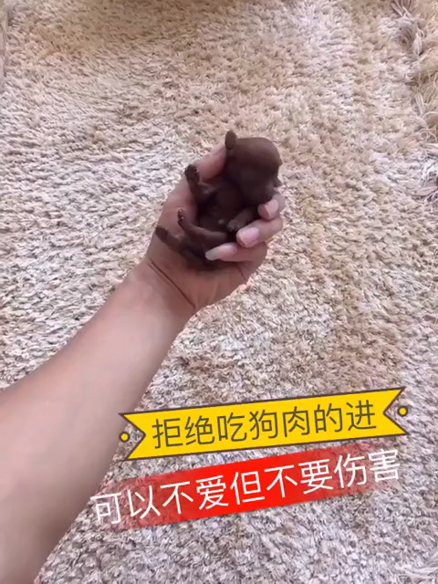 小可爱