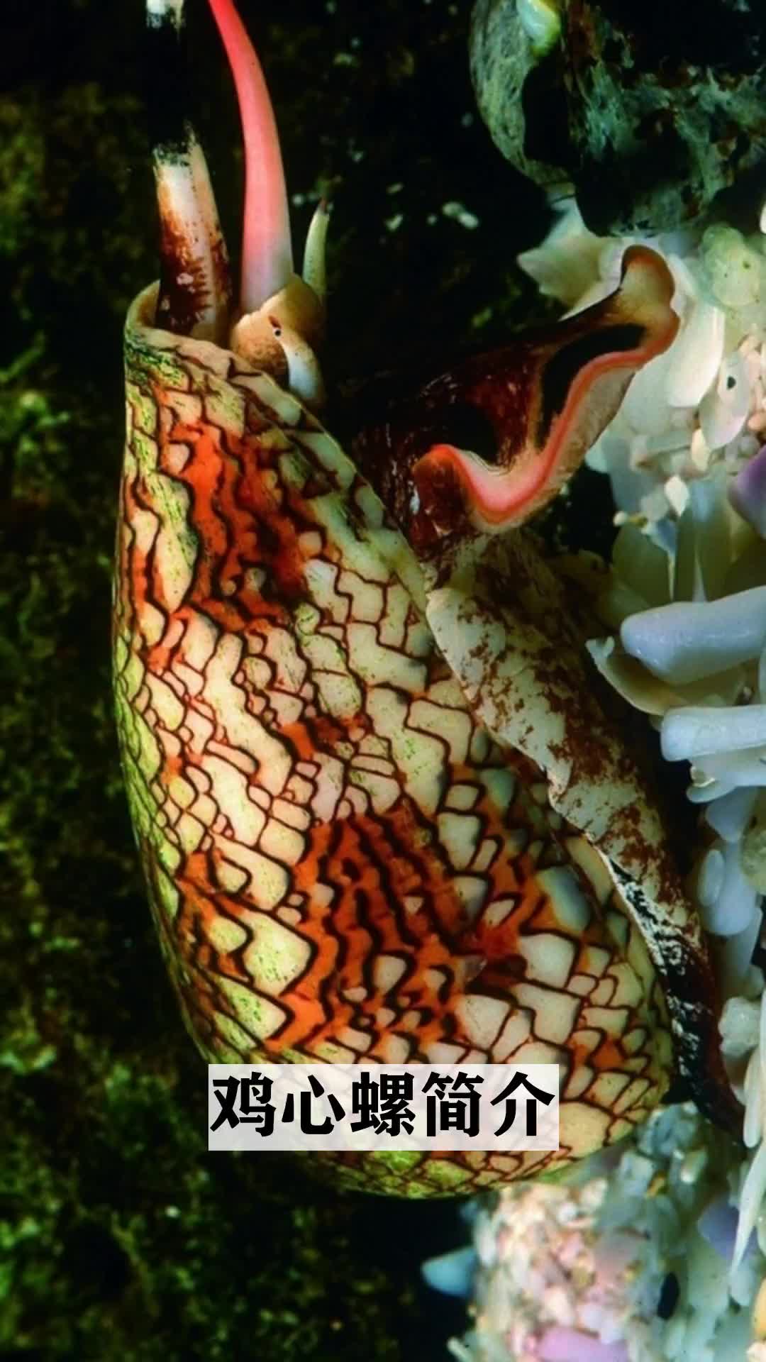 普及动物小知识,鸡心螺简介
