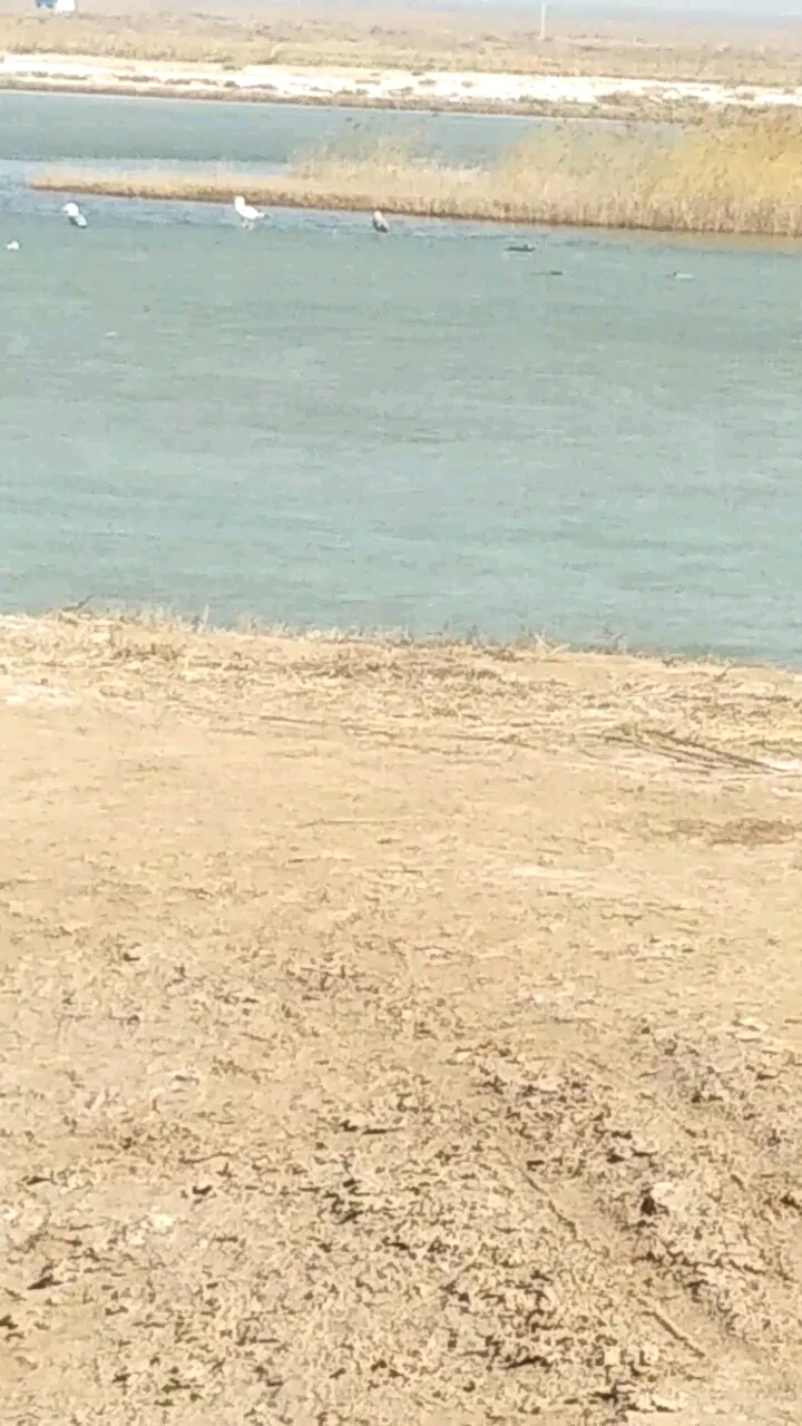 野生鸭子,红燕等水乌!