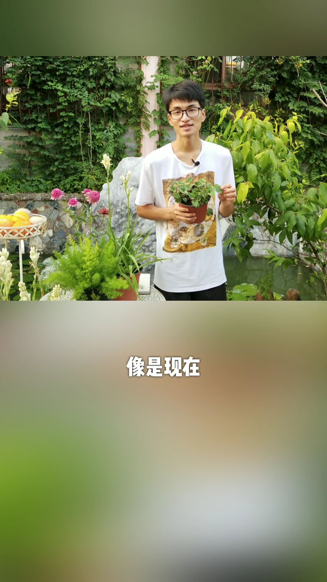 #中国好青年#彩叶鱼腥草,既是菜又是花,好看好吃又好养!