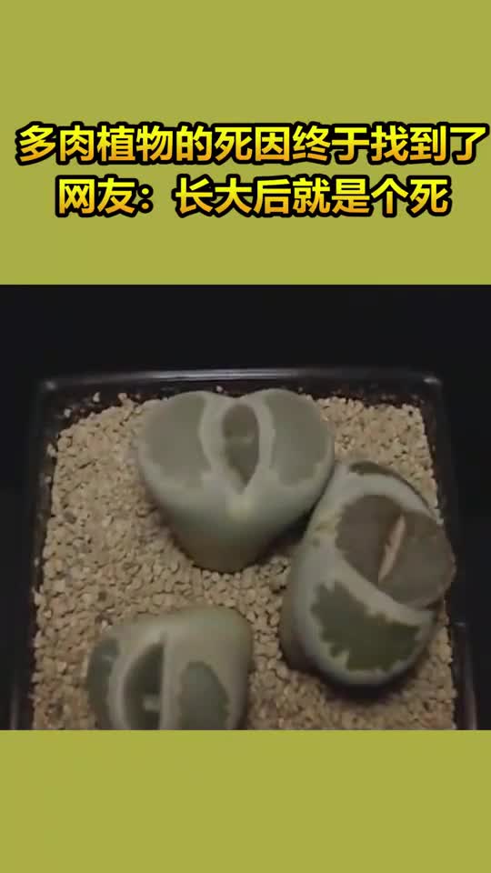 多肉植物的死因终于找到了,网友:长大后就是个死