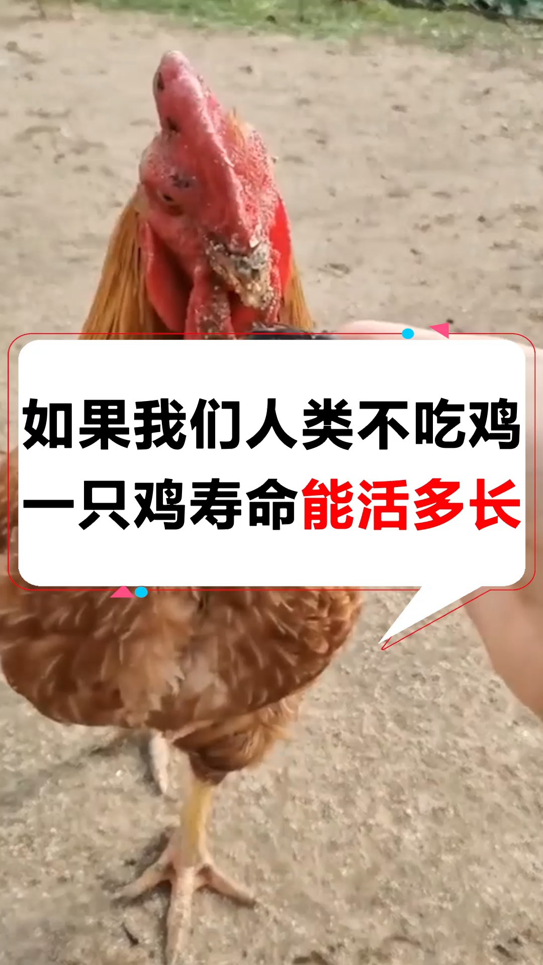 如果我们人类不吃鸡,一只鸡寿命能活多长