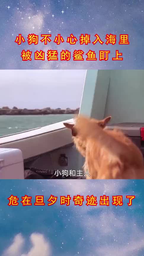 小狗掉入海里被鲨鱼盯上,正当它即将被吃掉时,奇迹的一幕发生了!