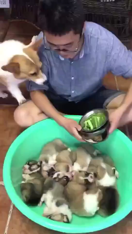 传说中的狗肉火锅!