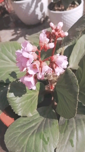 厚叶岩白菜 