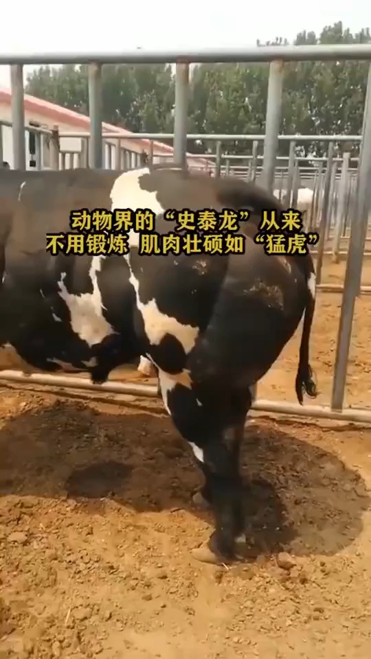 #搞笑视频#动物界的史泰龙从来不用锻炼肌肉壮硕如猛虎