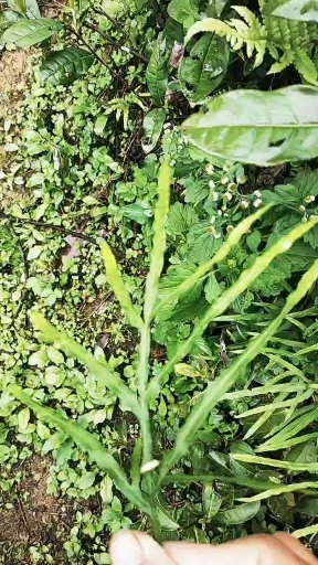 这种我们这里叫鸡脚草,你们那叫什么,可以治腹泻,很管用。