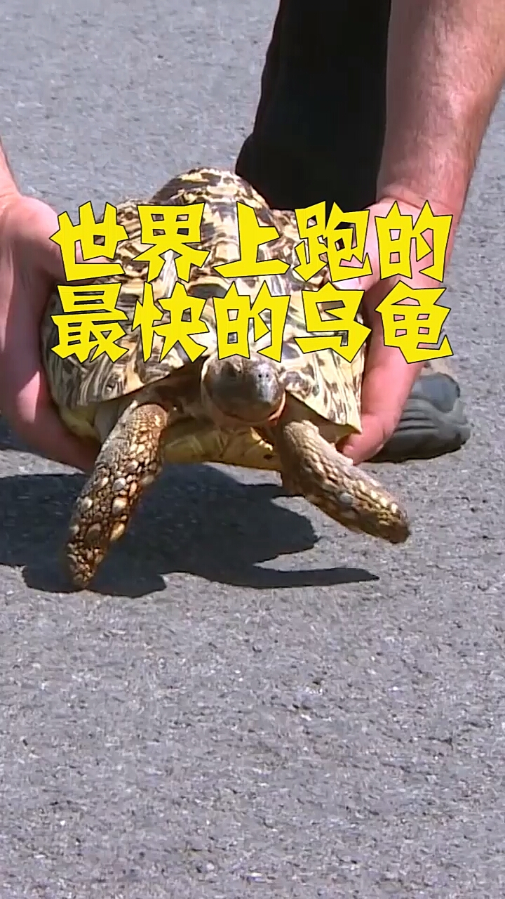 世界上跑的最快的乌龟