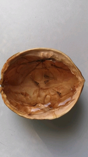 小鱼水中游