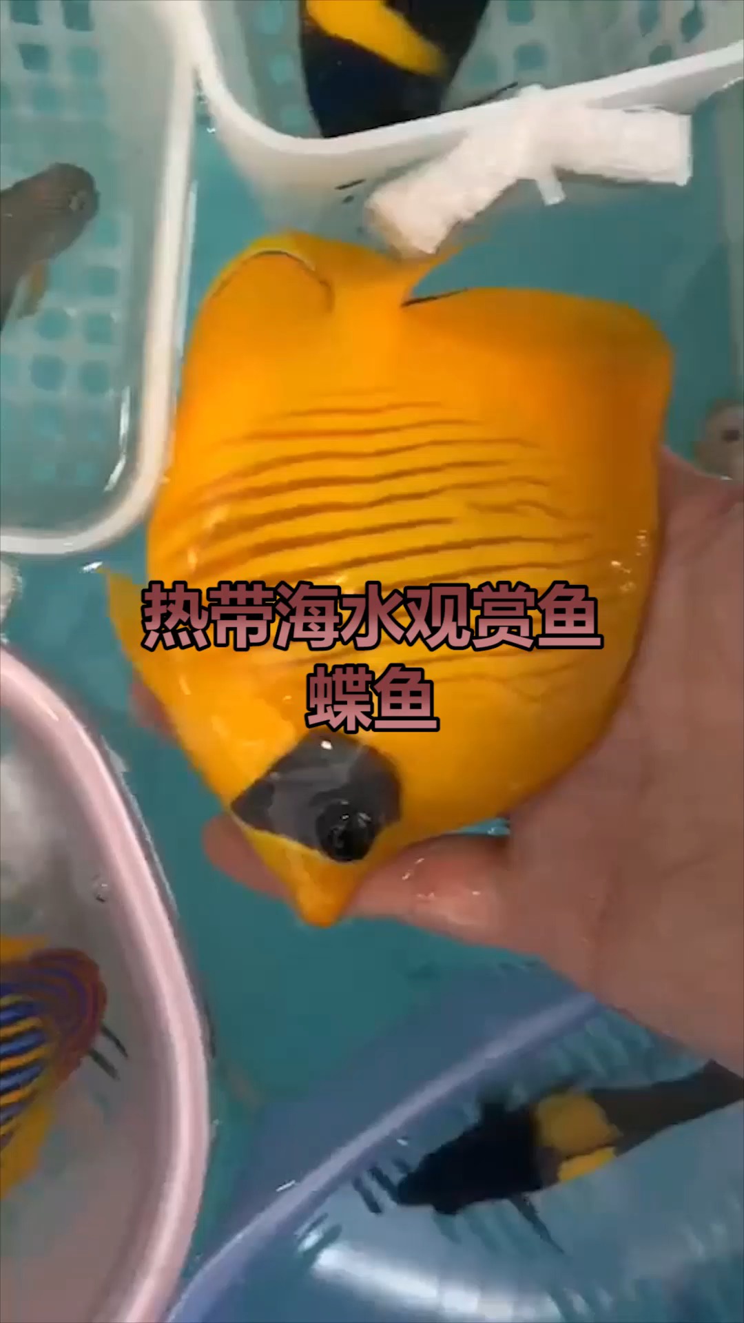 鱼,鲽鱼,很漂亮的观赏鱼,一起欣赏一下它的美