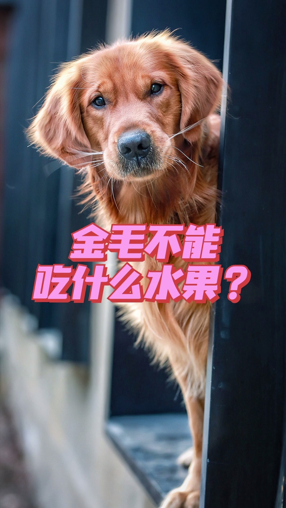 金毛不能吃什么水果?