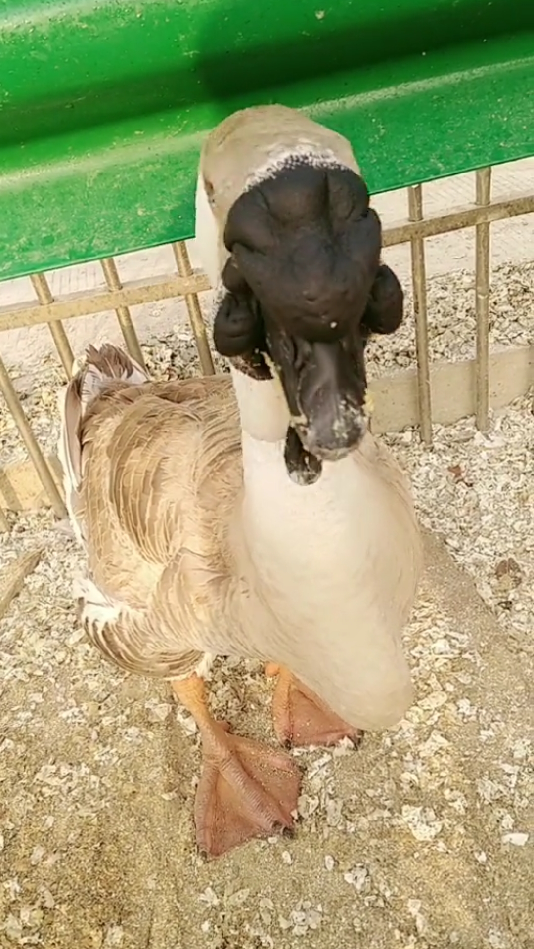 这鹅头像不像狮子头,真的太霸道了。