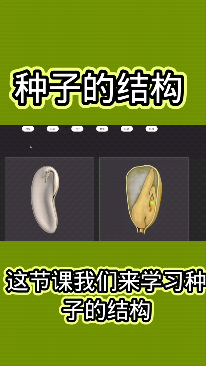 种子的结构    