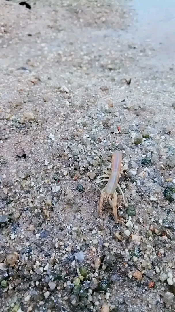 下午的气温炎热,蝼蛄虾从洞穴里出来寻找水源。