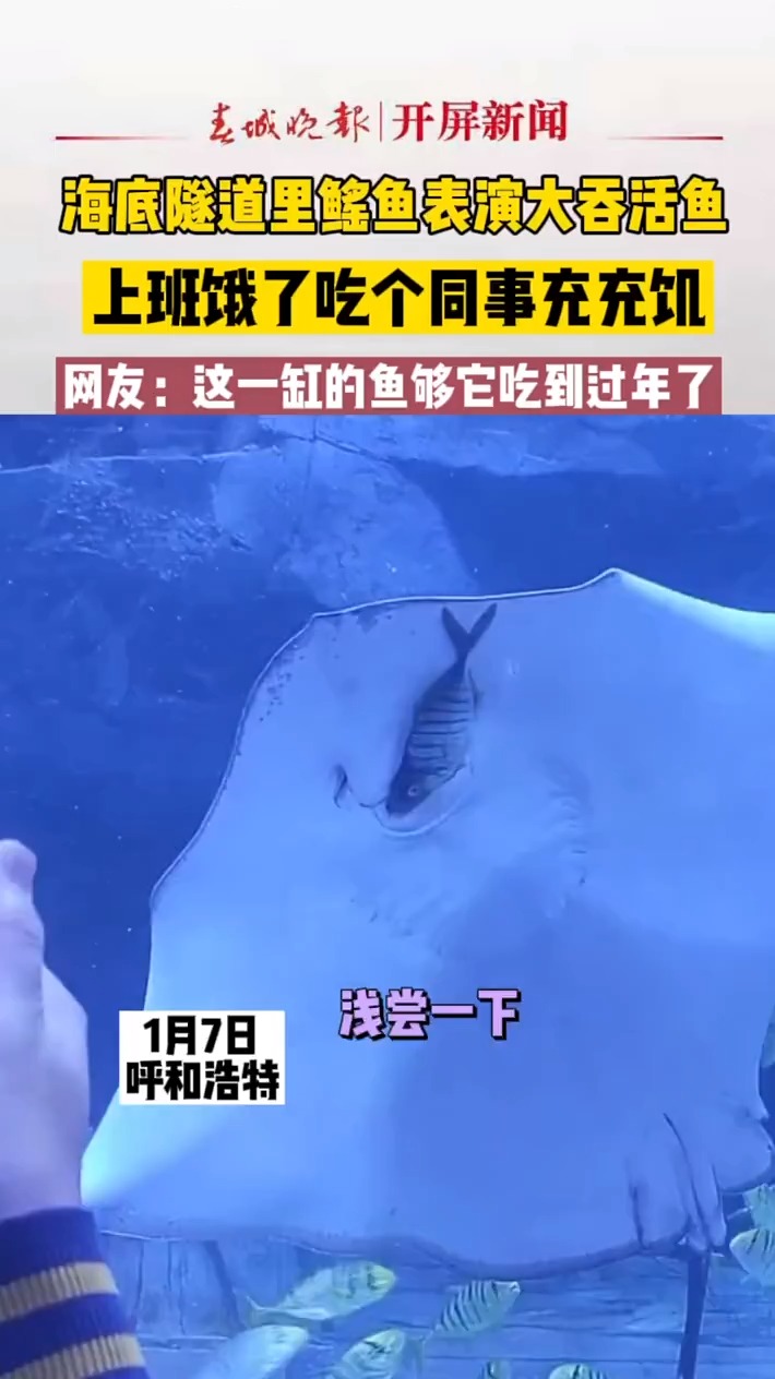 上班饿了吃个同事充充饥,海底隧道里鳐鱼表演大吞活鱼,网友:这一缸鱼够它吃到过年了