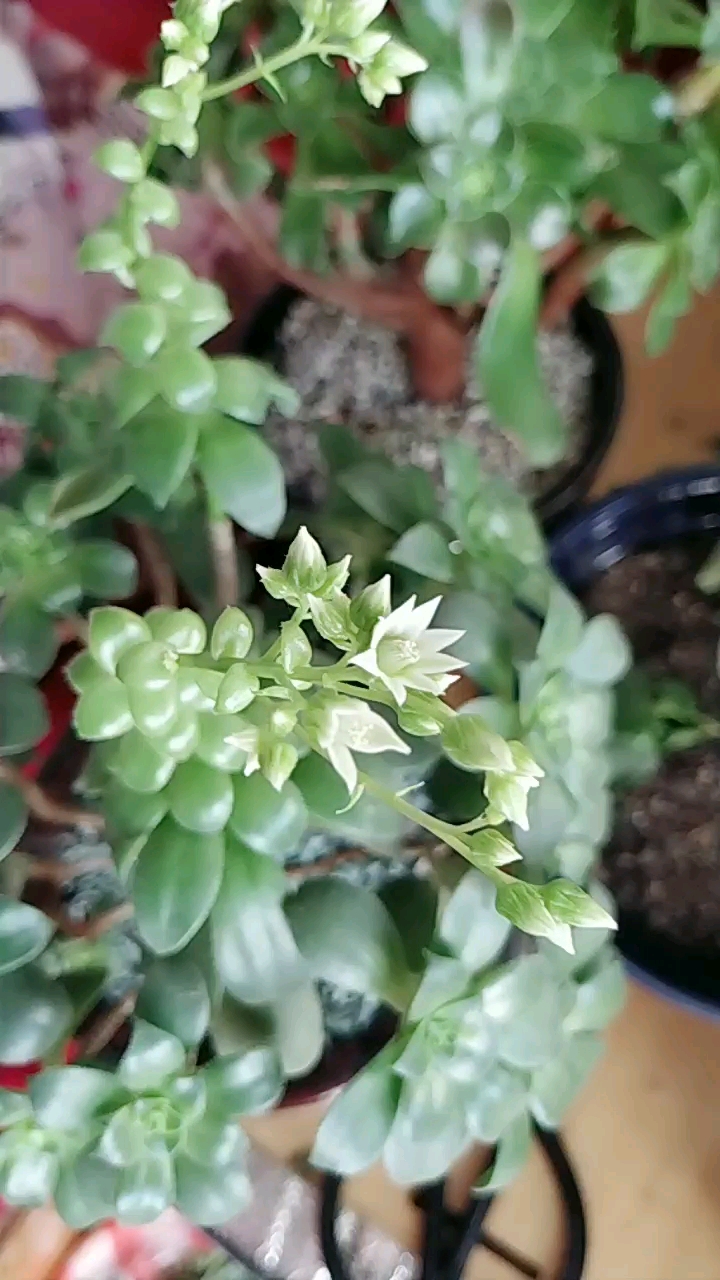 多肉开花了