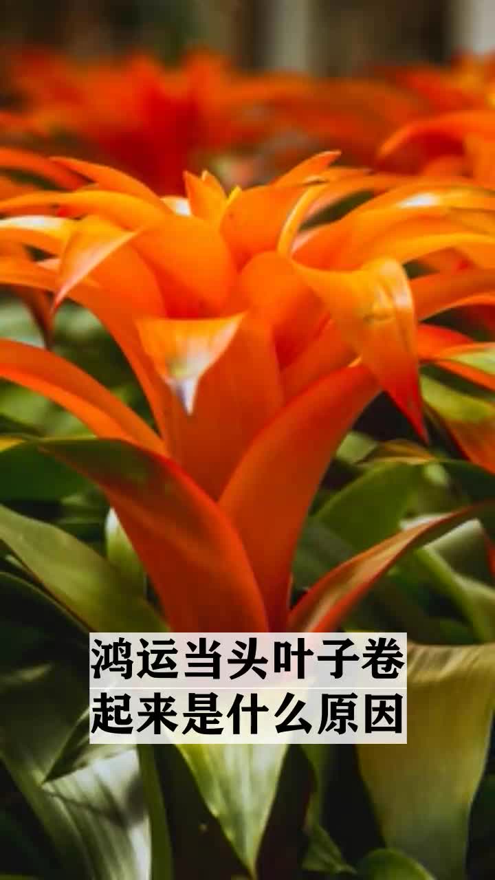 鸿运当头叶子卷起来是什么原因