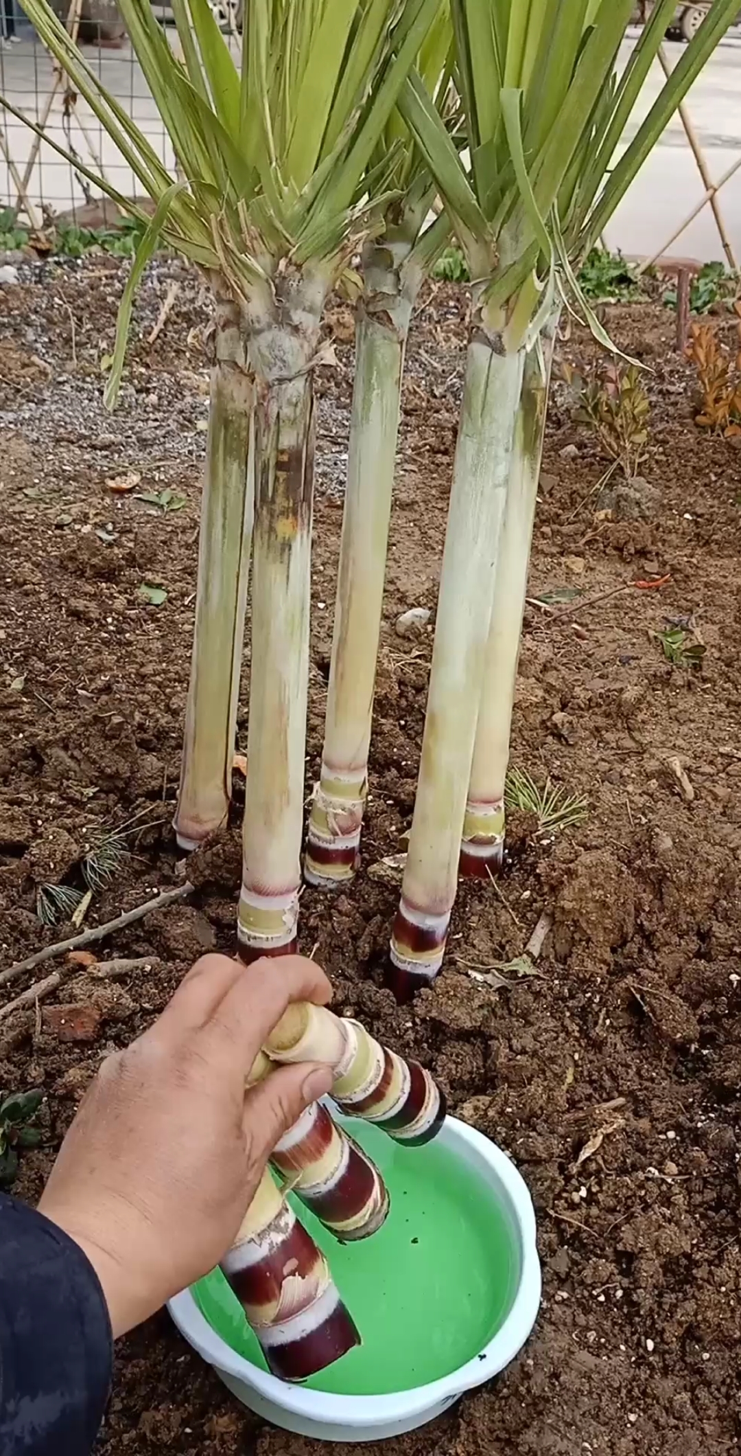 #种植技术#北方种植甘蔗小技巧,大家说能长大吗?