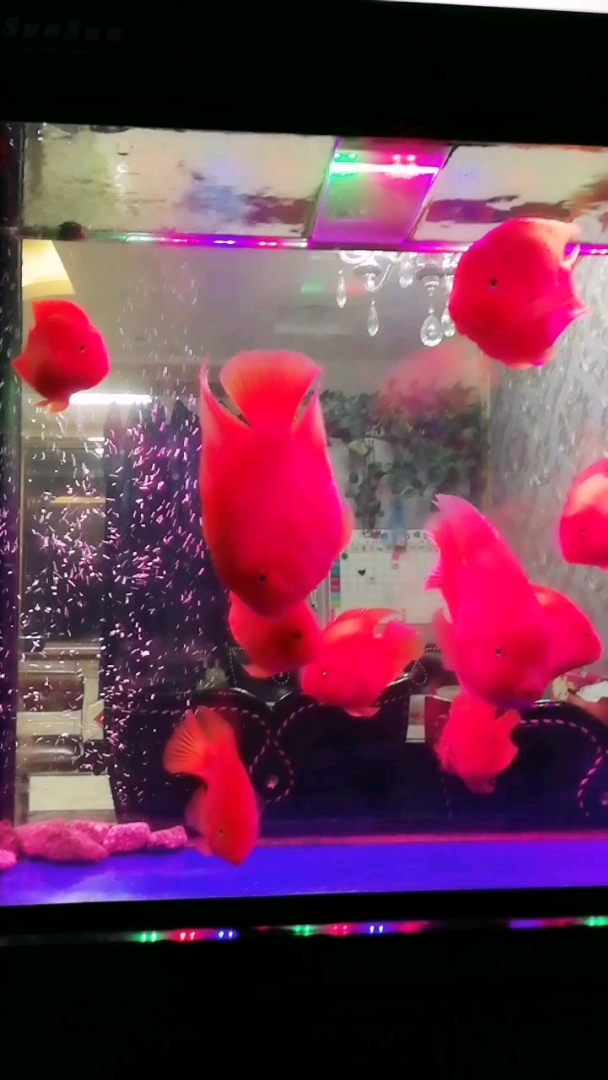 自由的鱼儿