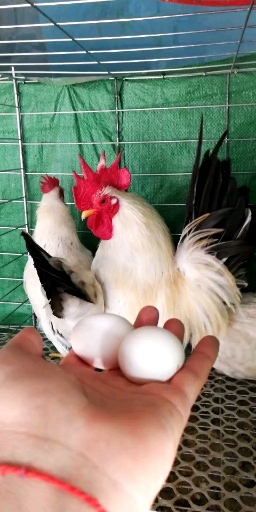矮脚白桂鸡漂亮吗