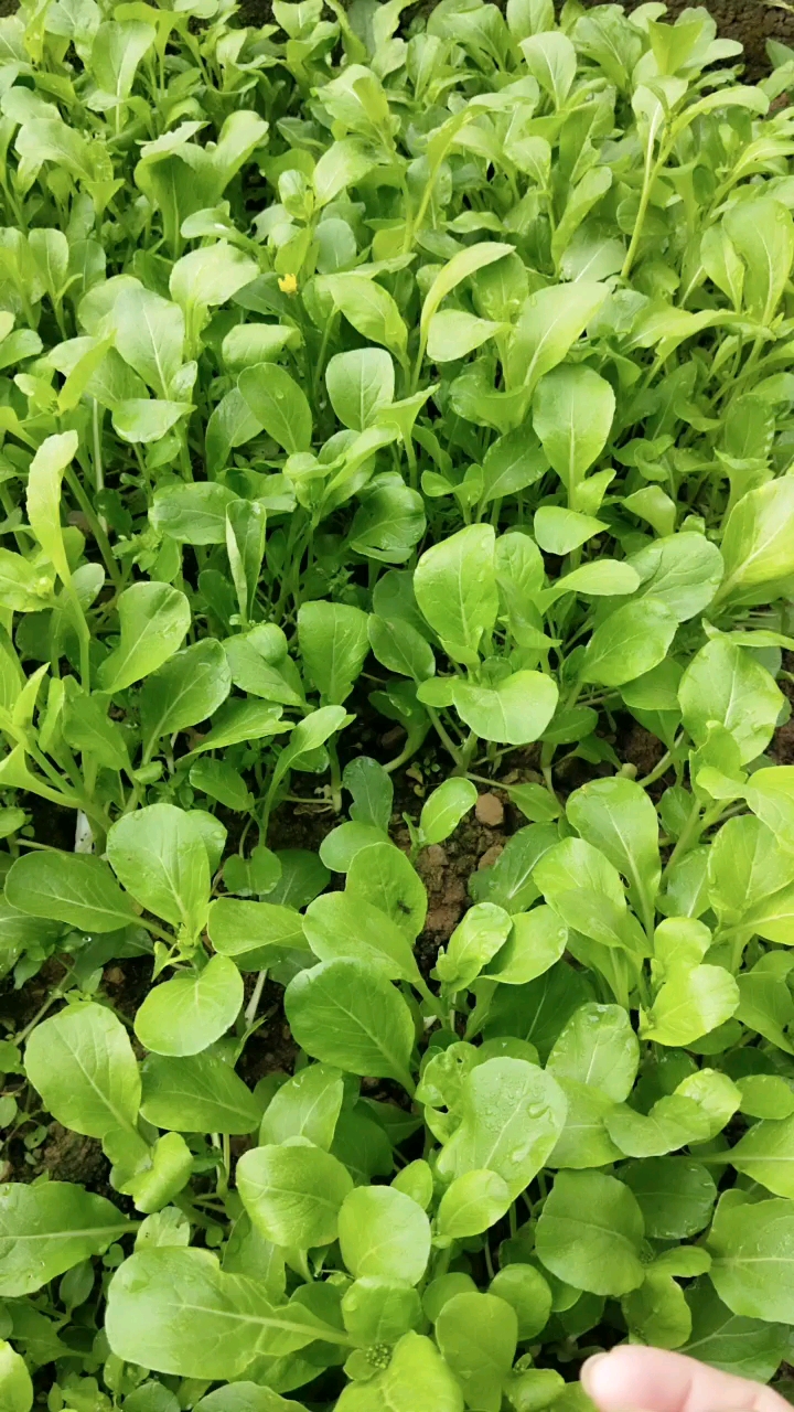 纯天然的蔬菜