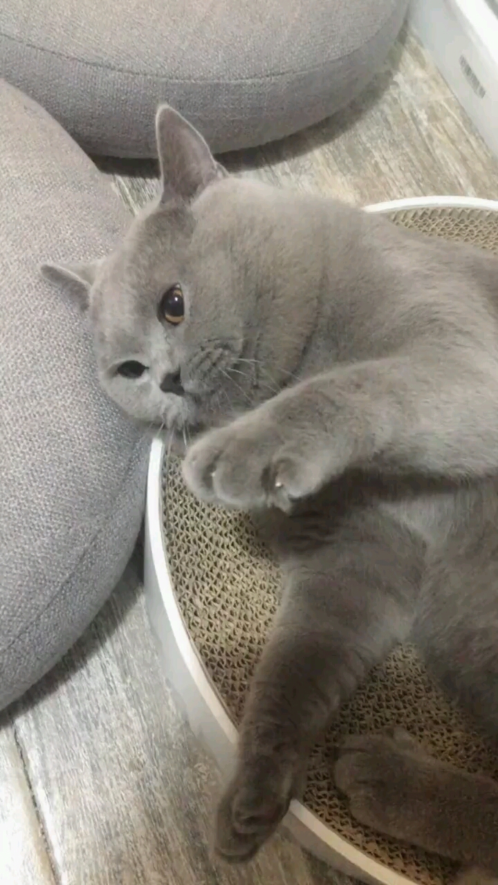 哈哈哈哈哈鹅笑啊