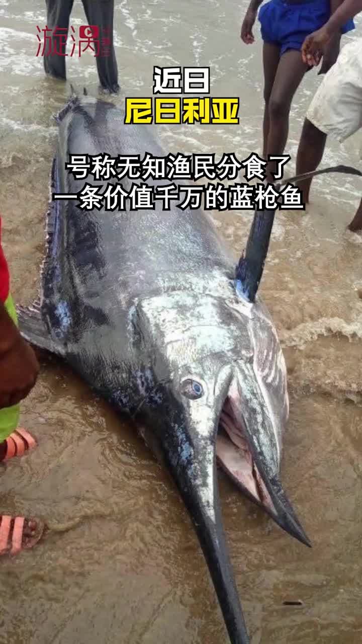 怎么走哪都是价值千万的鱼啊?都别干活了,下海得了!