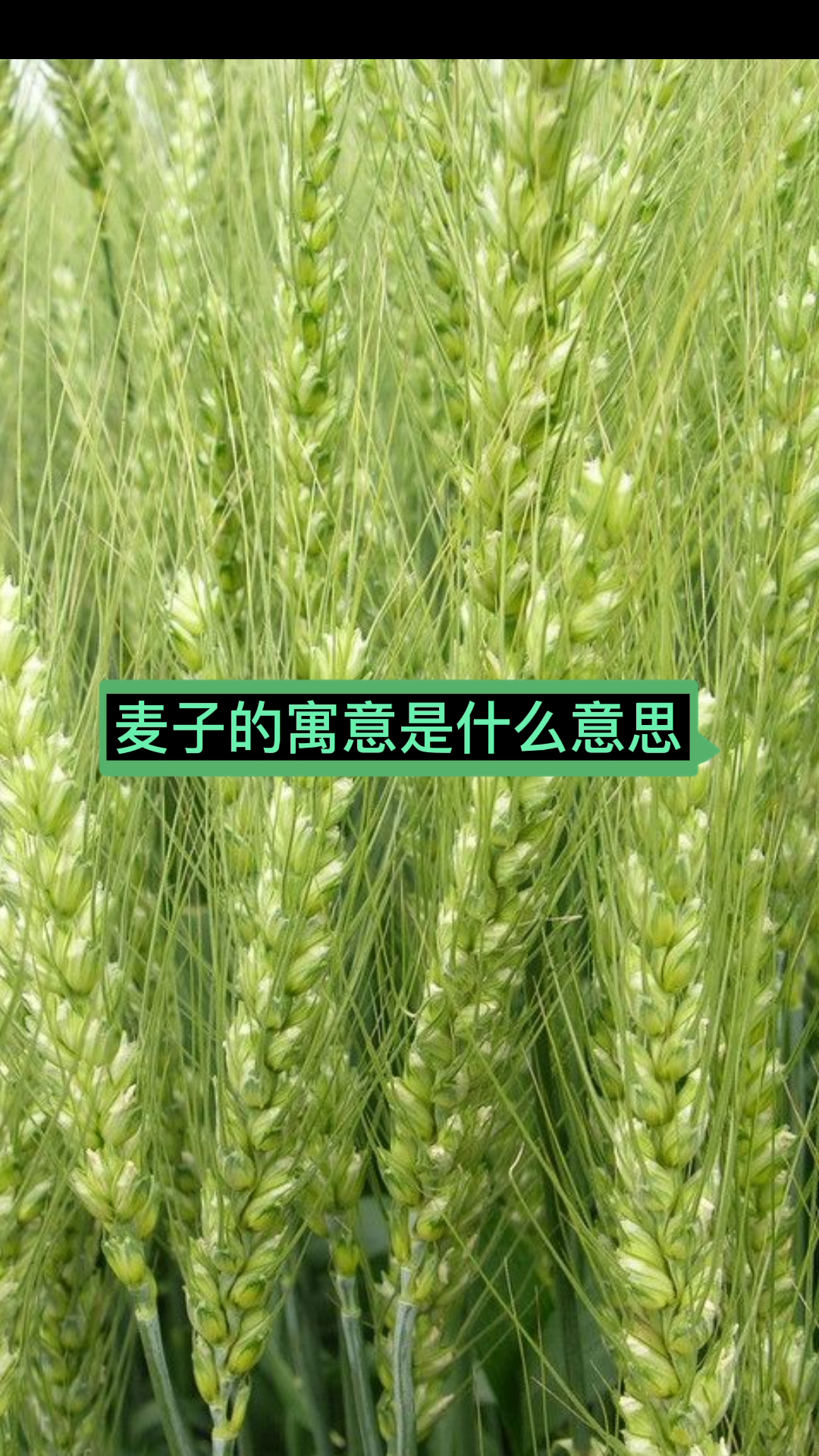 麦子的寓意是什么意思: 五谷丰登收获希望