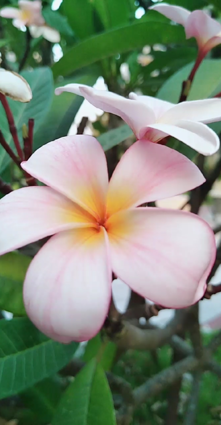 这两种都是鸡蛋花