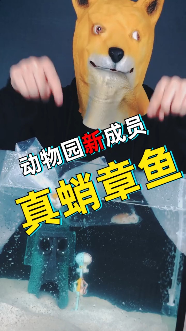 阿发的动物园迎来新伙伴!智力接近人类的真蛸章鱼!