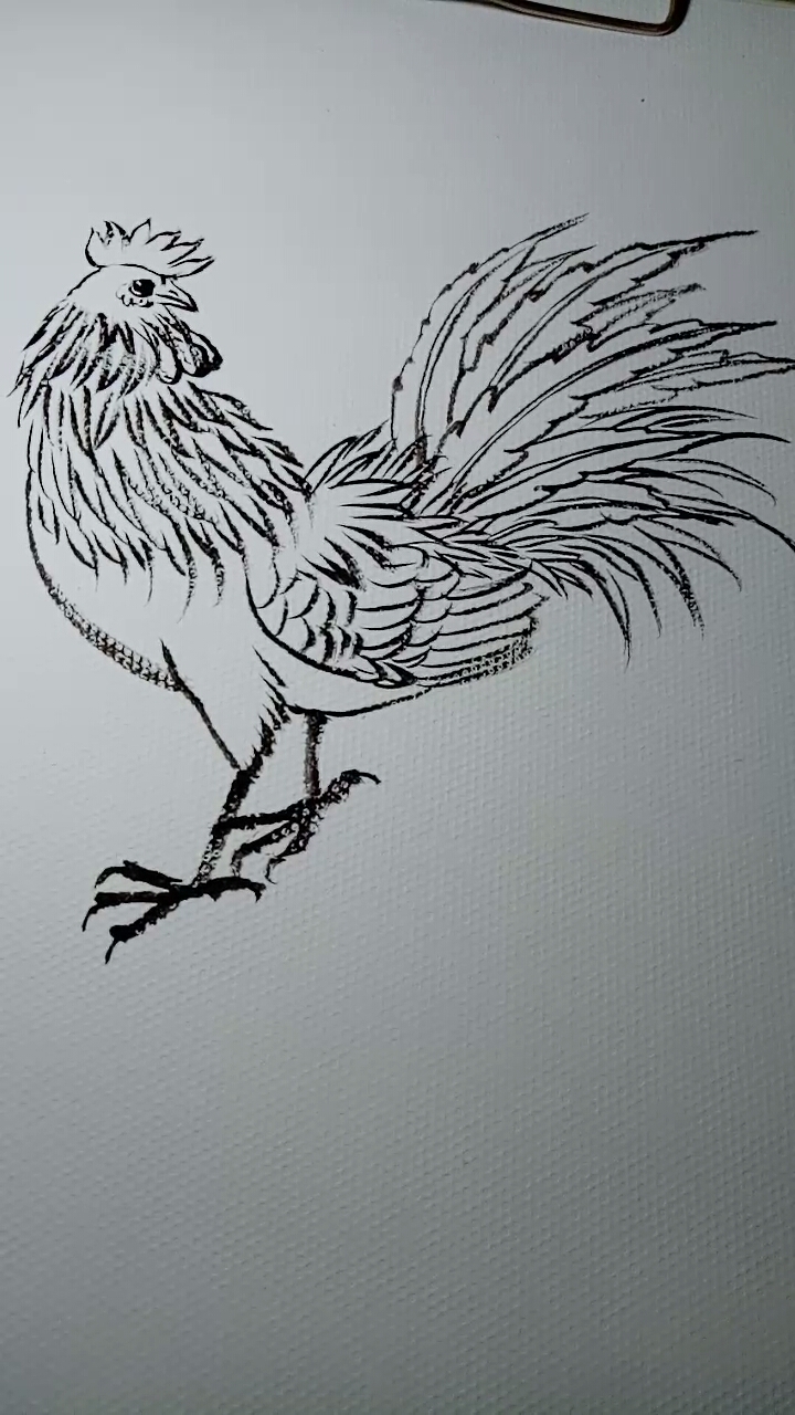 #一看就会的白描画#公鸡画法教学过程,超简单。