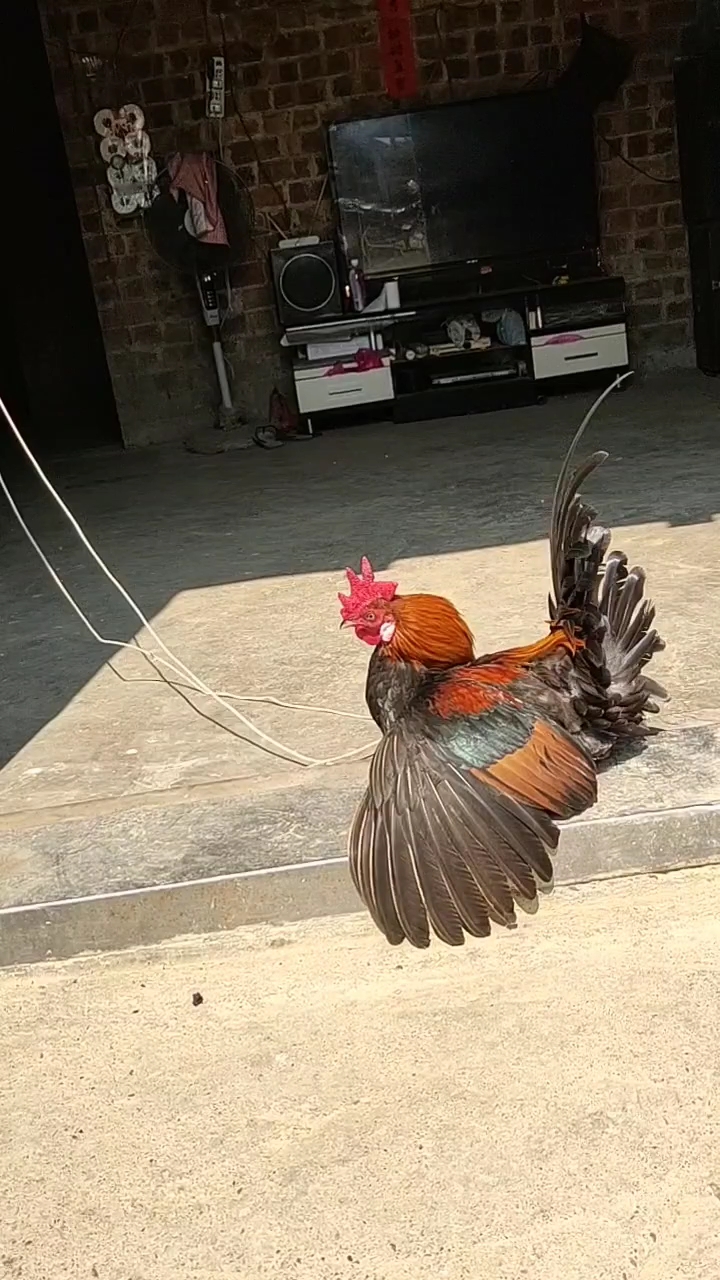 听话的野公鸡,好可爱呀!!