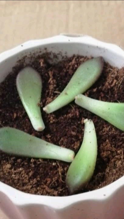 多肉红唇叶插视频